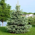 1 Gallon - Colorado Blue Spruce Tree - Silvery Green Foliage + Year-Round Evergreen Color