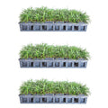 Dwarf Mondo Grass 18-Pack