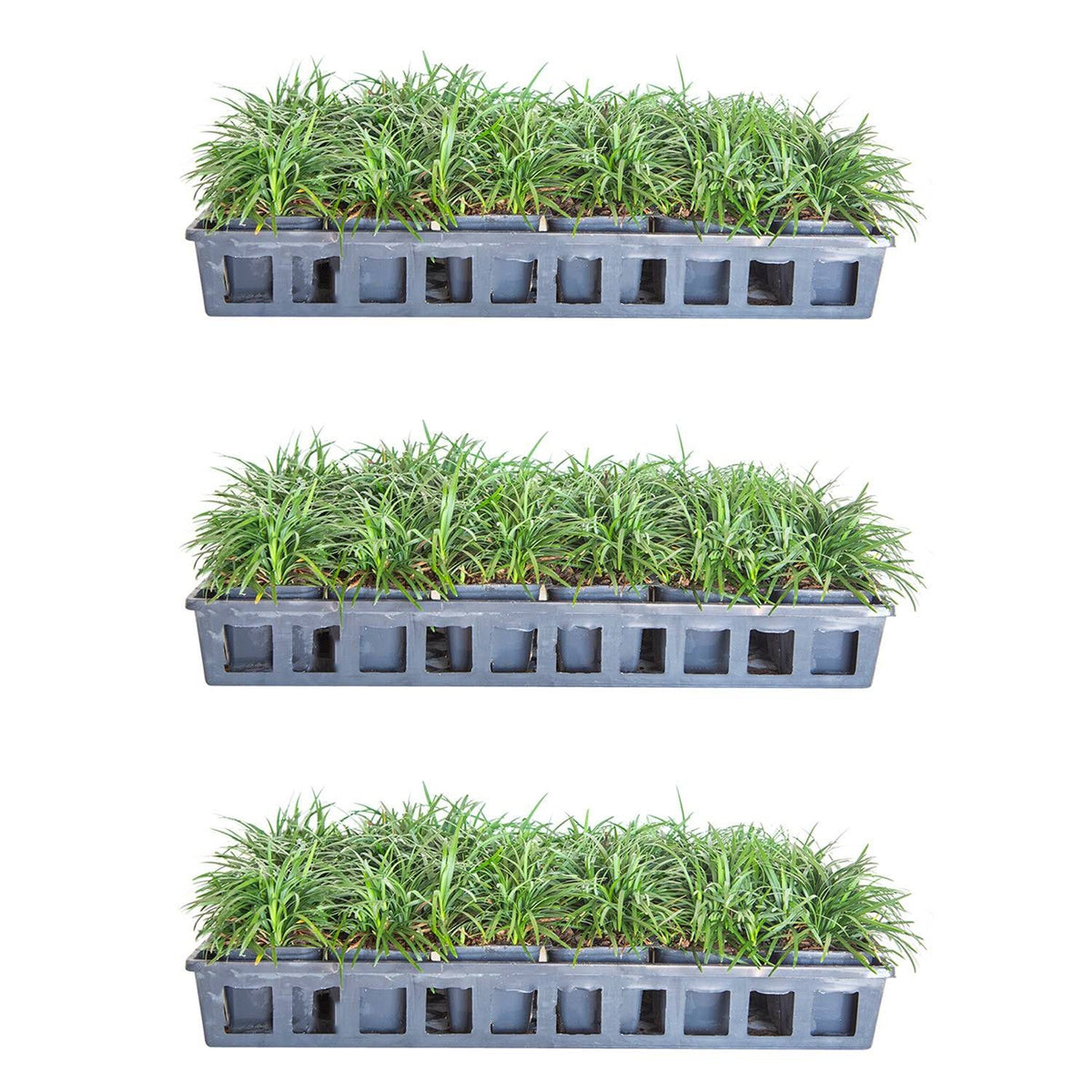 Dwarf Mondo Grass 18-Pack