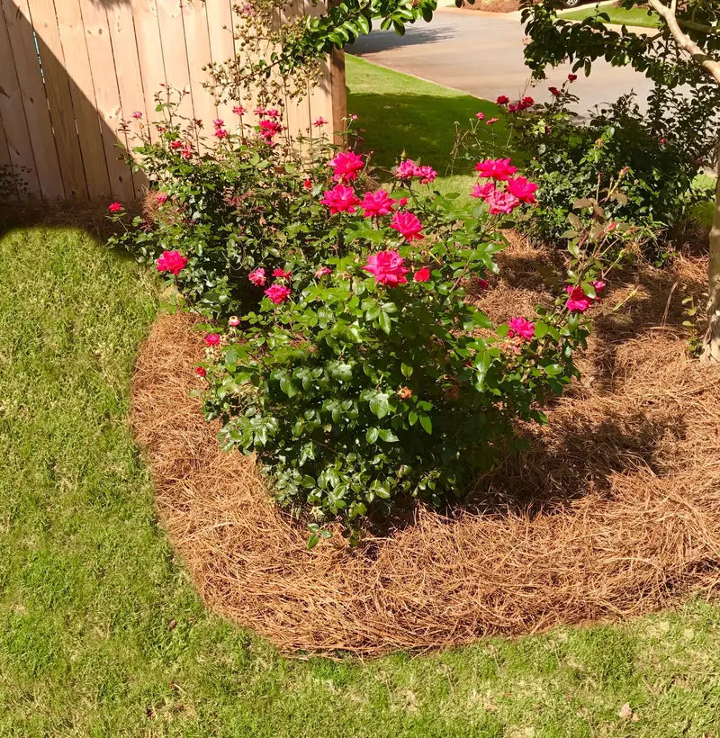 Premium Long-Needle Pine Straw Mulch – Covers Up to 300 Sq. Ft.