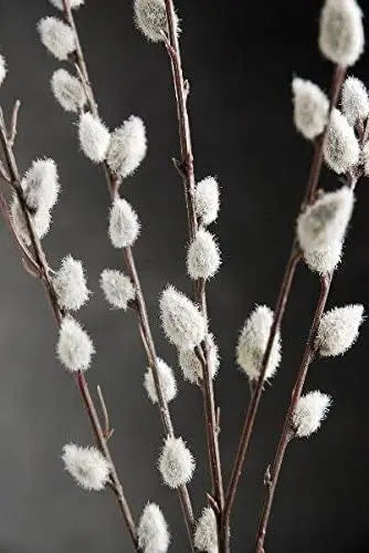 Pussy Willow