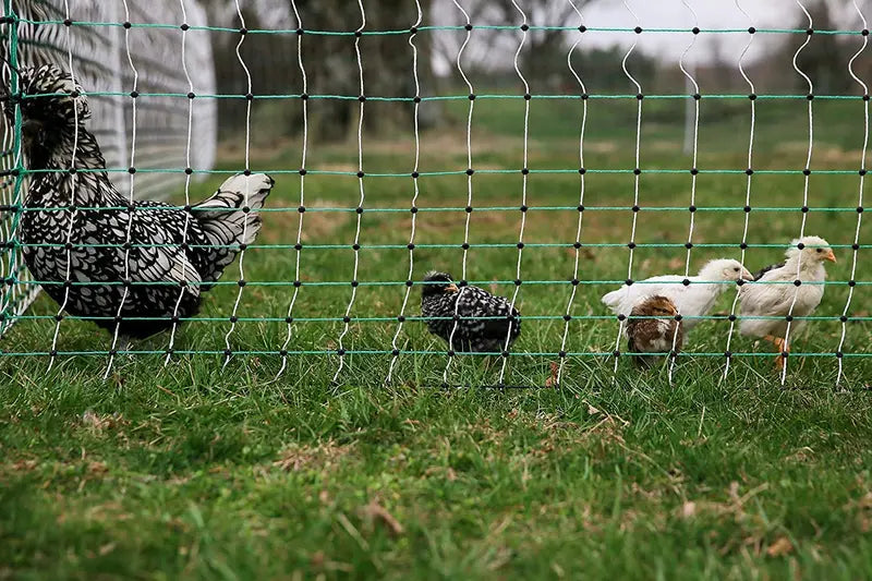 RentACoop Electric Predator-Proof Poultry Fence – Solar-Compatible Chicken Enclosure