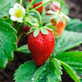 Garden State Bulb Ozark Beauty Strawberry, Bare Root Crowns, Non-GMO (Bag of 10)