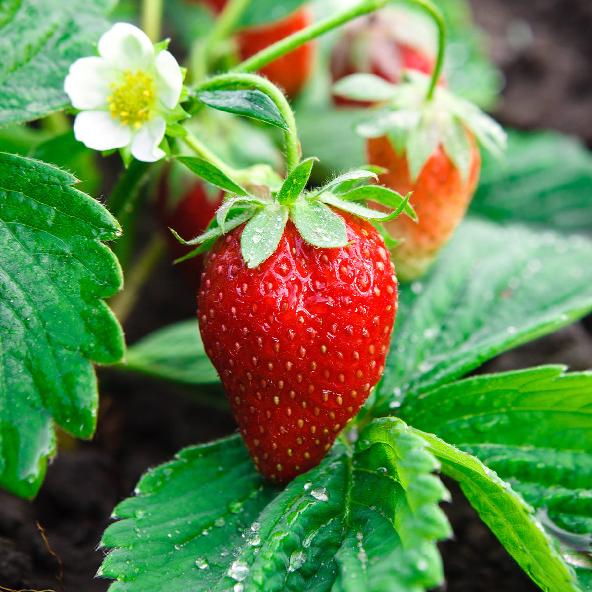 Garden State Bulb Ozark Beauty Strawberry, Bare Root Crowns, Non-GMO (Bag of 10)