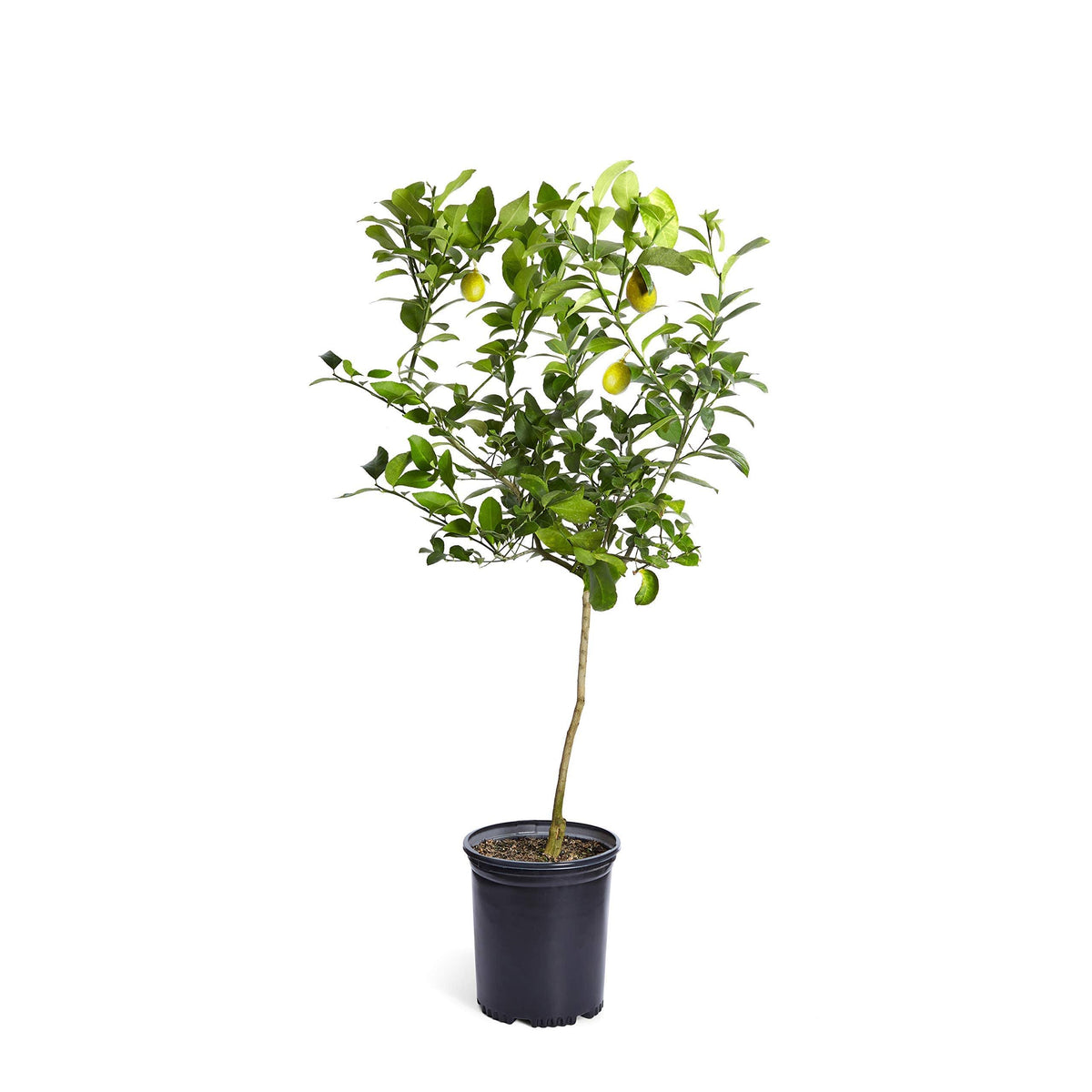 Brighter Blooms - Meyer Lemon Tree, 3-4 ft. - No Shipping to AL, Az, Ca, FL, Ga, La, or, and TX