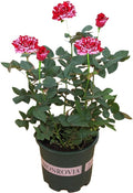 Rose Seedlings