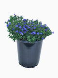 Lowe's Blue Lithodora Plant in 2.5-Quart Pot 2-Pack | 1089