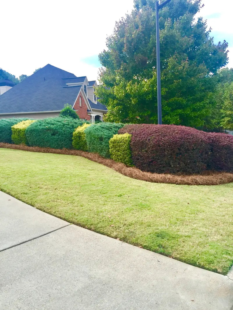 Premium Long-Needle Pine Straw Mulch – Covers Up to 300 Sq. Ft.