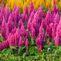 Outsidepride Celosia Seeds - Pink - 500 Seeds